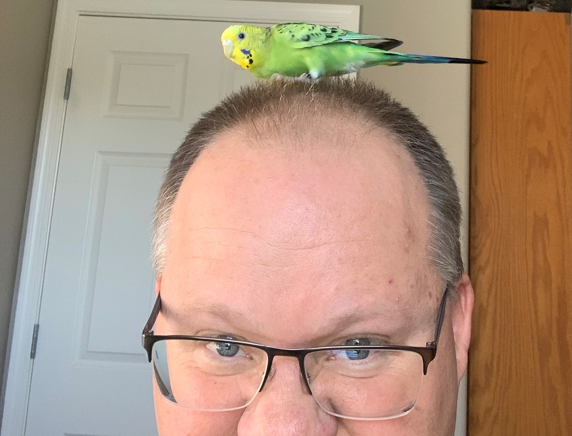 Bird on head