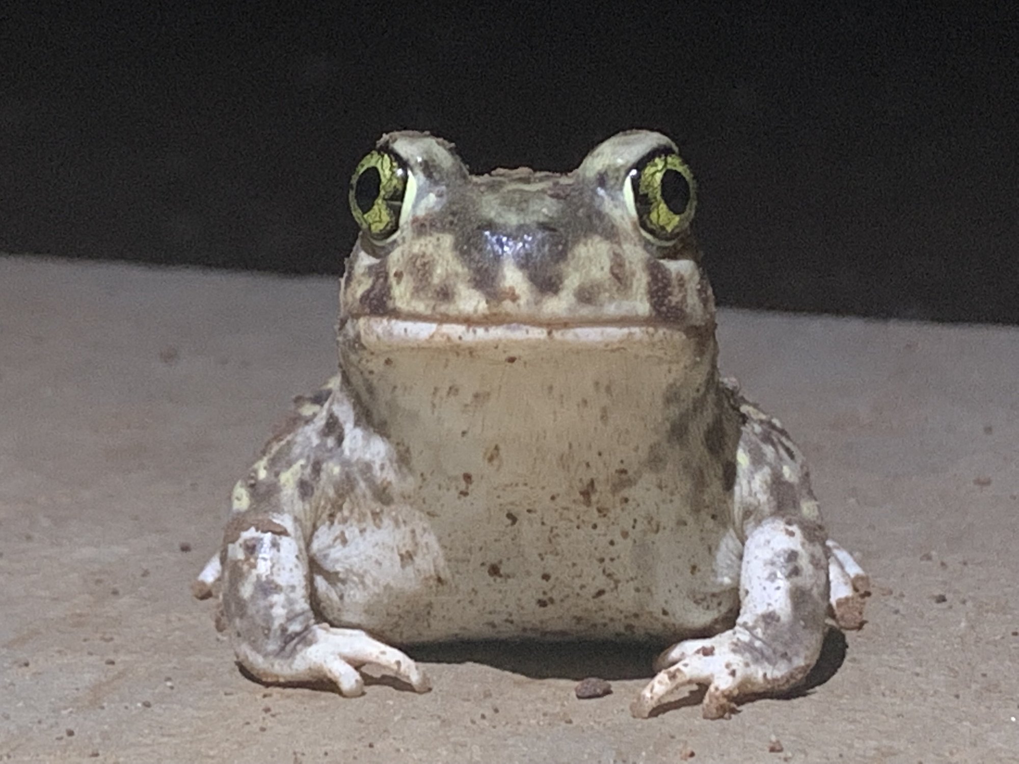 Spadefoot Toad